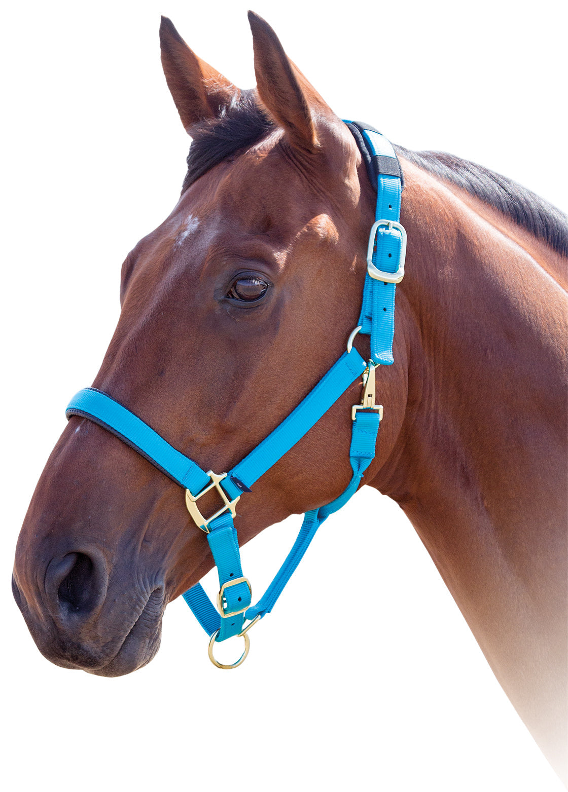 Shires Topaz Nylon Halter